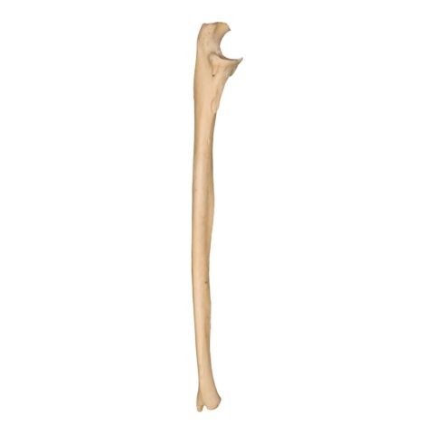 Real Human Ulna