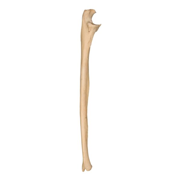 Real Human Ulna