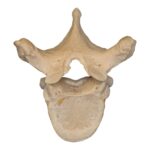 Real Human Thoracic Vertebra – Single