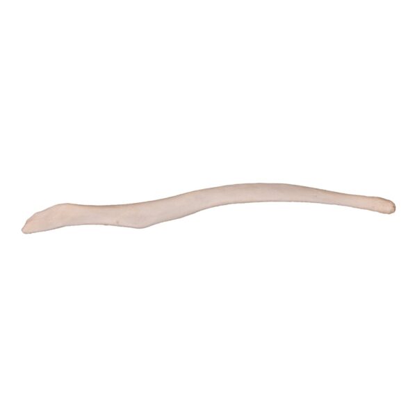 Real Red Fox Baculum