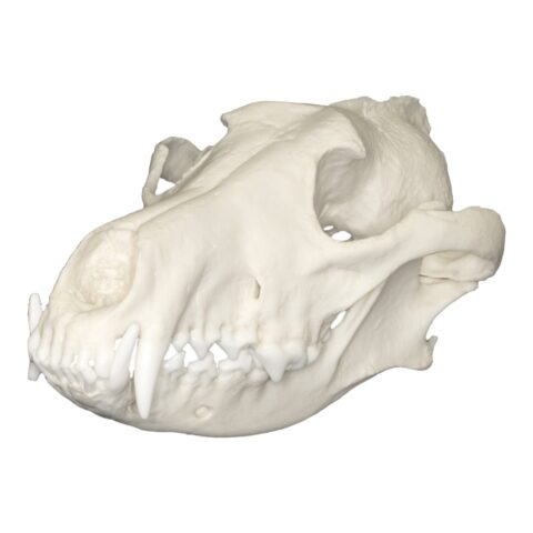 Replica Red Wolf Skull