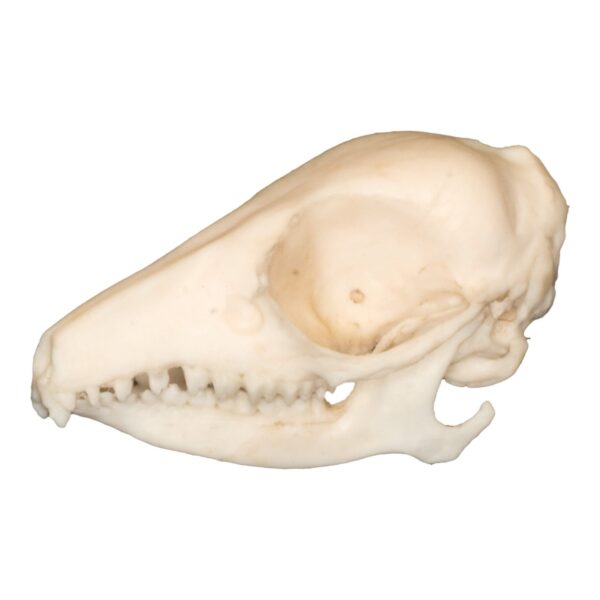 Replica Elephant Shrew Skull