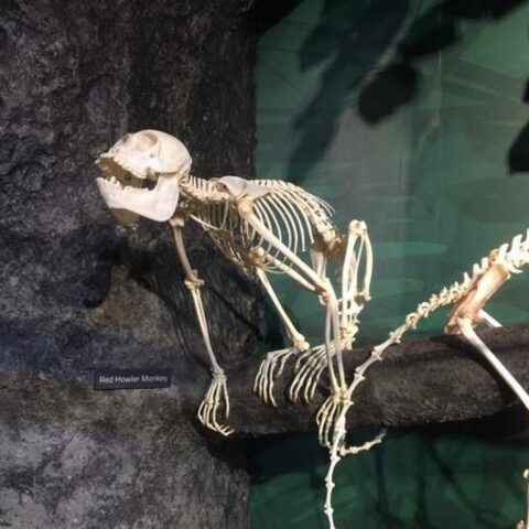 Real Columbian Red Howler Monkey Skeleton - Articulated
