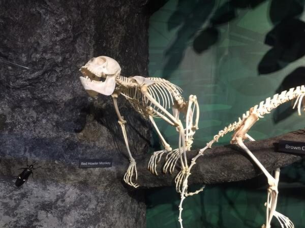 Real Columbian Red Howler Monkey Skeleton – Articulated
