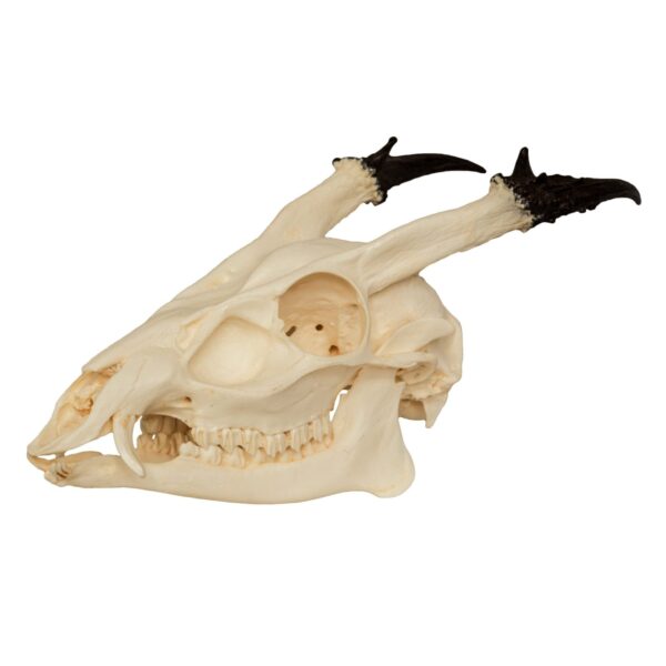 Replica Reeve’s Muntjac Skull – Male