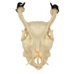 Replica Reeve’s Muntjac Skull – Male