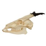 Replica Reeve’s Muntjac Skull – Male