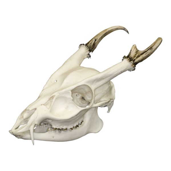 Replica Reeve’s Muntjac Skull