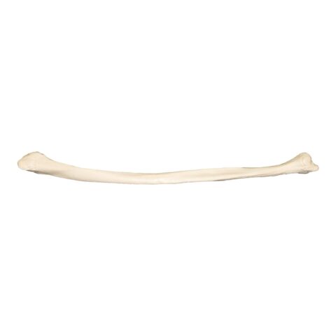 Replica Human Fibula