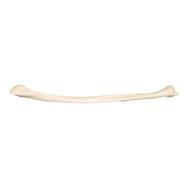 Replica Human Fibula