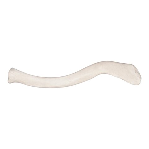 Real Research Quality Human Clavicle