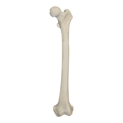 Real Research Quality Human Femur