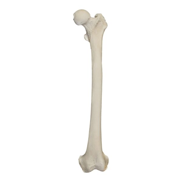 Real Research Quality Human Femur