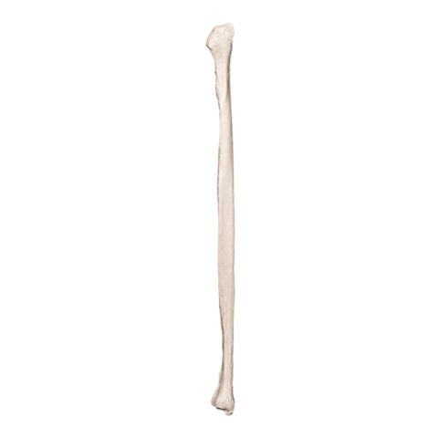 Real Research Quality Human Fibula