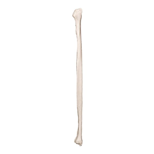 Real Research Quality Human Fibula