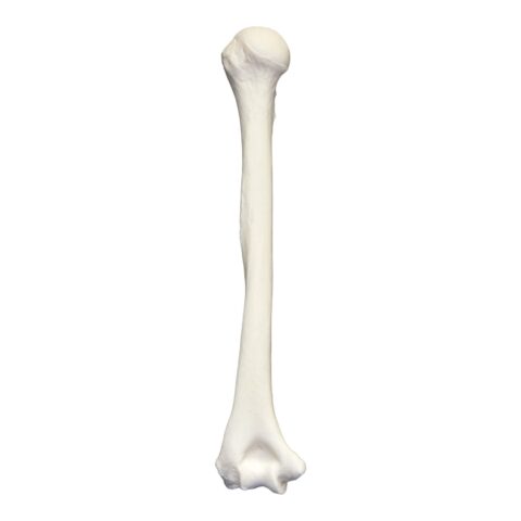 Real Research Quality Human Humerus