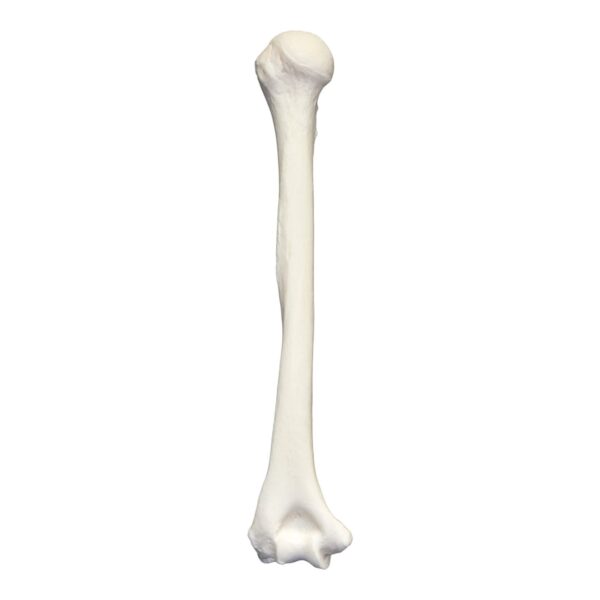 Real Research Quality Human Humerus