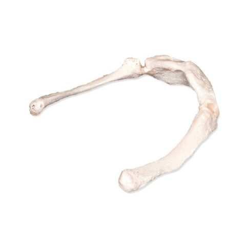 Real Human Hyoid