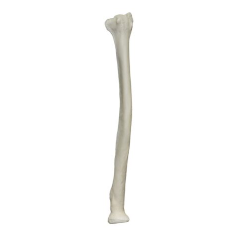 Real Research Quality Human Radius