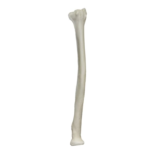 Real Research Quality Human Radius