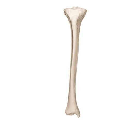 Real Research Quality Human Tibia