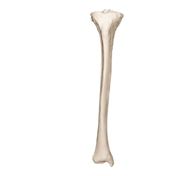 Real Research Quality Human Tibia