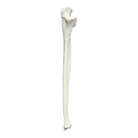 Real Research Quality Human Ulna