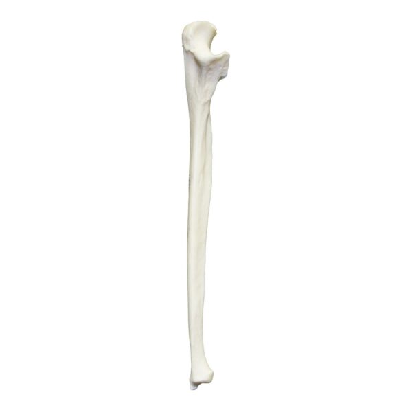 Real Research Quality Human Ulna