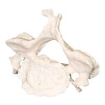 Real Research Quality Human Vertebrae