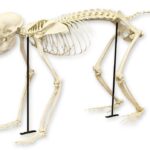 Replica Rhesus Monkey Skeleton