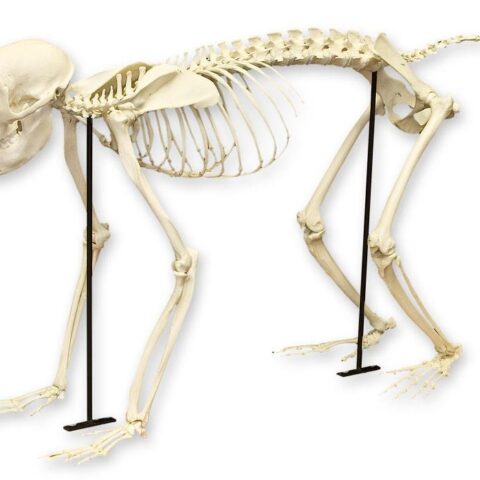 Replica Rhesus Monkey Skeleton