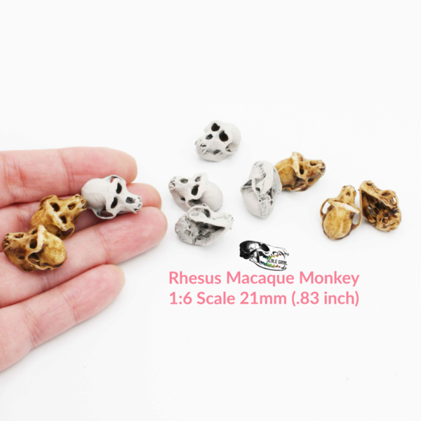 Rhesus Macaque Skull Replica – 1:6 Scale (Set of 5)