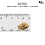 Rhesus Macaque Skull Replica – 1:6 Scale (Set of 5)