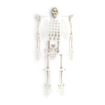 Replica Rhesus Monkey Skeleton