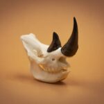 SKULLIES – Miniature Rhino Skull