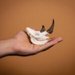 SKULLIES – Miniature Rhino Skull