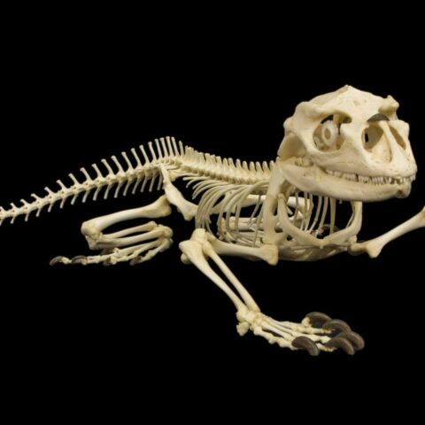 Real Rhinoceros Iguana Skeleton - Articulated