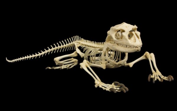 Real Rhinoceros Iguana Skeleton – Articulated