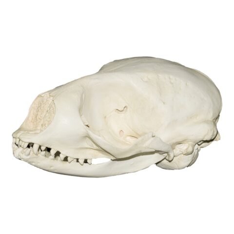 Replica Ribbon Seal Skull
