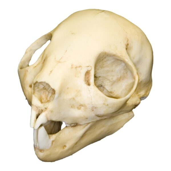Replica Aye-aye Skull – Adolescent