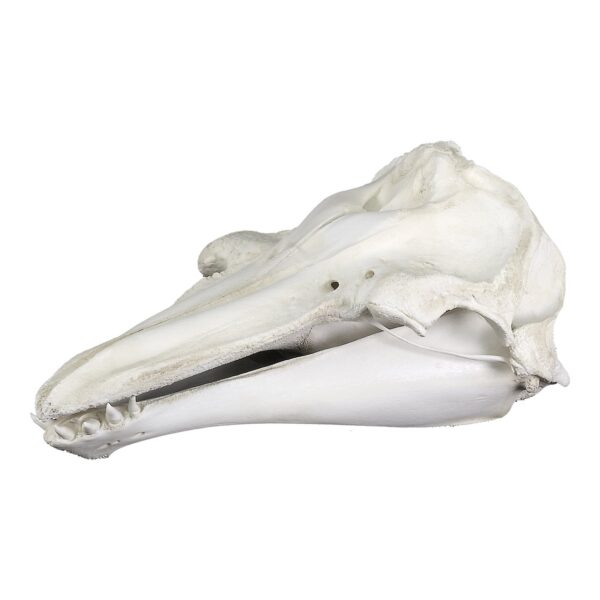 Replica Risso’s Dolphin Skull