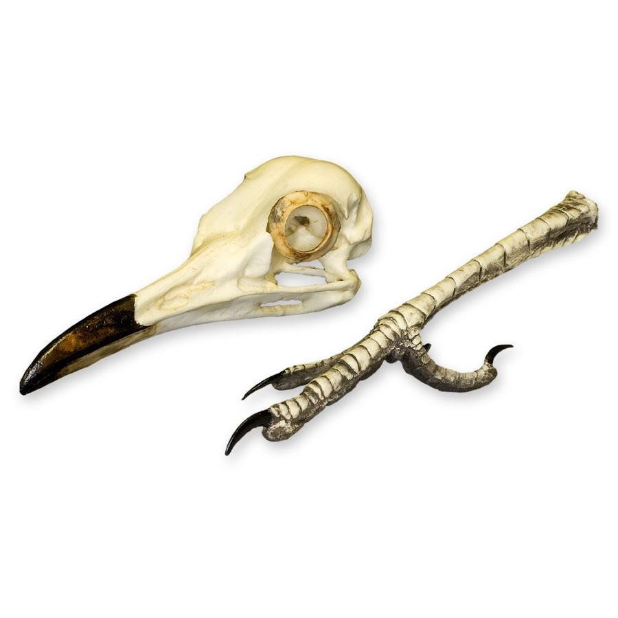 Replica Roadrunner Skull and Foot Set