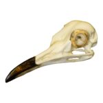 Replica Roadrunner Skull