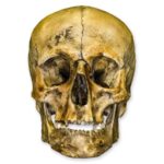Replica Roman Gladiator Human Skull