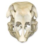 Real Domestic Turkey Skull