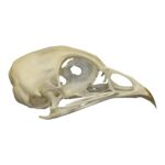 Real Quail Skull