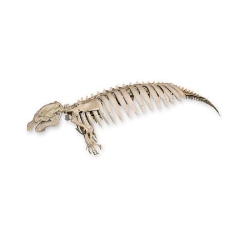 Replica Florida Manatee Skeleton