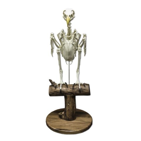 Replica Bald Eagle Skeleton