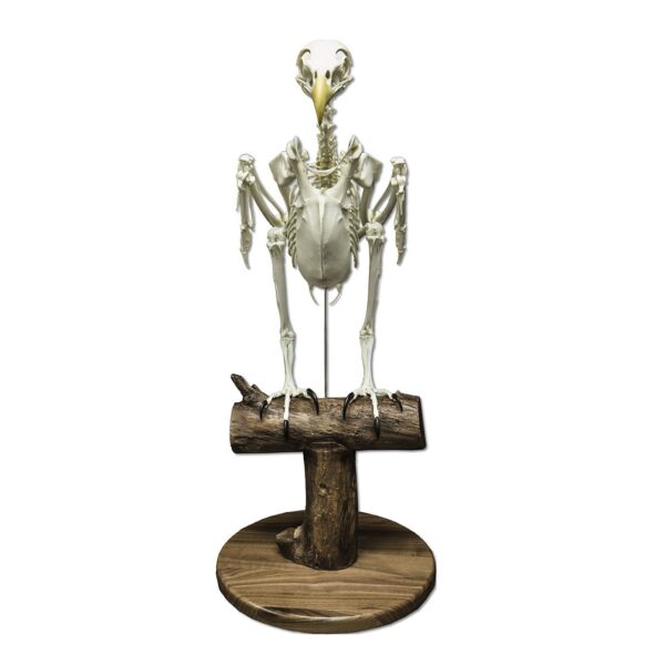 Replica Bald Eagle Skeleton
