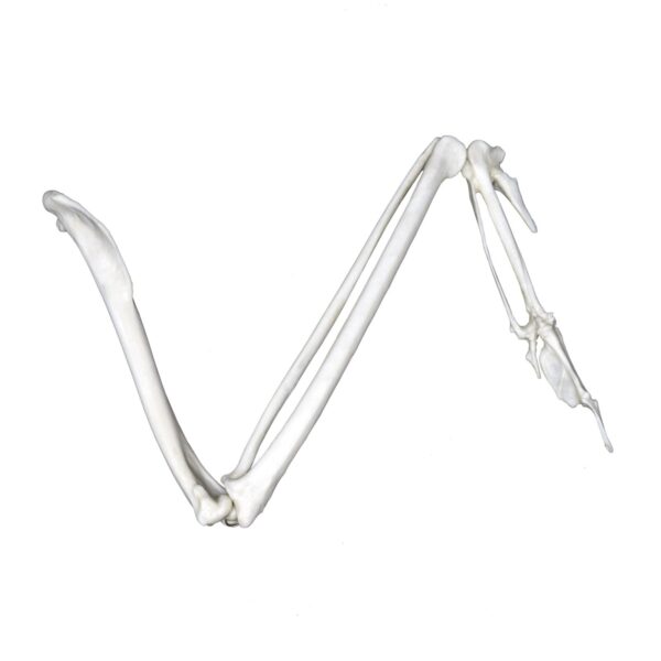 Replica Golden Eagle Wing – Articulated